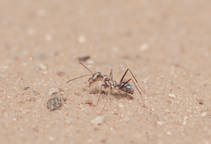 נווטת סיני, נמלה זעירה בערבה