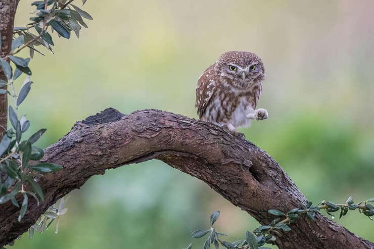 כוס החורבות על גזע מיוחד של עץ זית (צילום: סמיר חמזה) כוס החורבות על גזע מיוחד של עץ זית