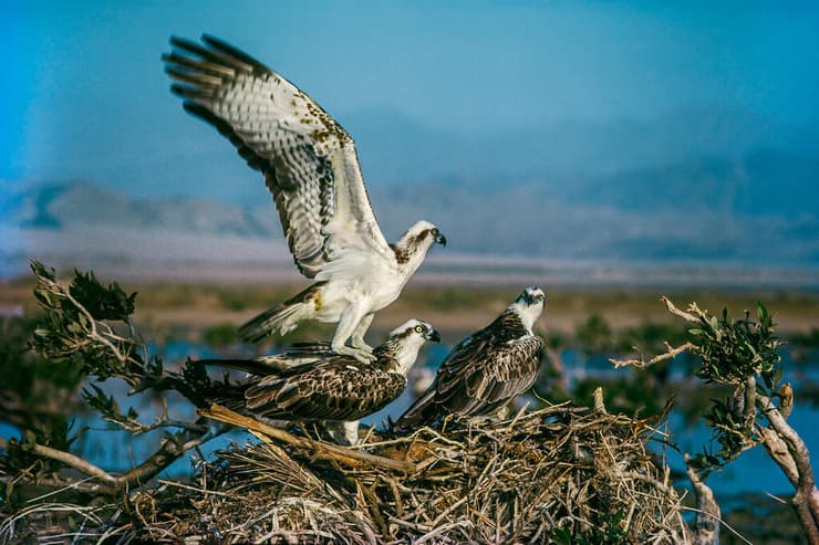 שלכים בתופעת "פוליאנדריה" בה שני זכרים מטפלים בנקבה בקן ומזדווגים איתה. צולם בדרום סיני (חוף נבק)