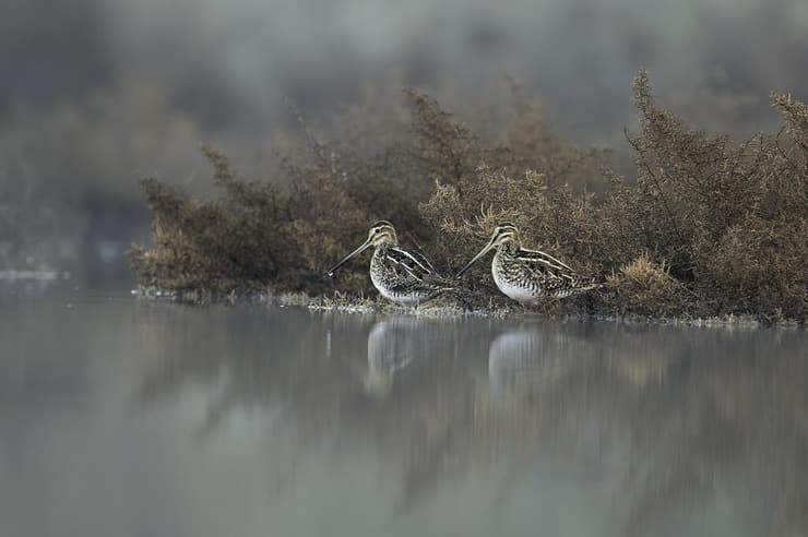 חרטומית ביצות בבוקר חורפי, צילום שהוא כמעט ציור