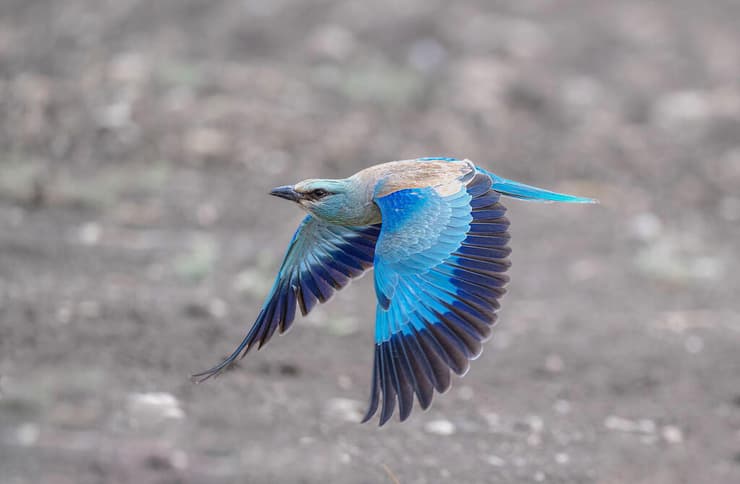 כחל במעוף, אחת הציפורים היפות וצבעוניות החורפות בישראל