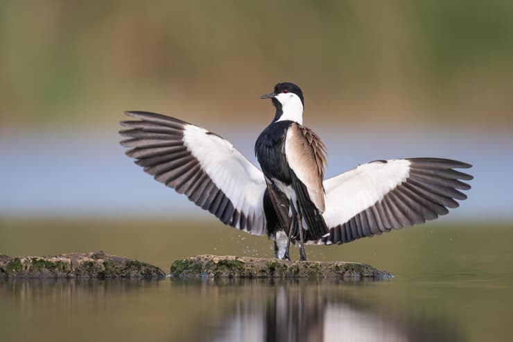 סיקסקים בפעולה, עסוקים בגירוש פולשים תוך כדי הצגה דרמטית