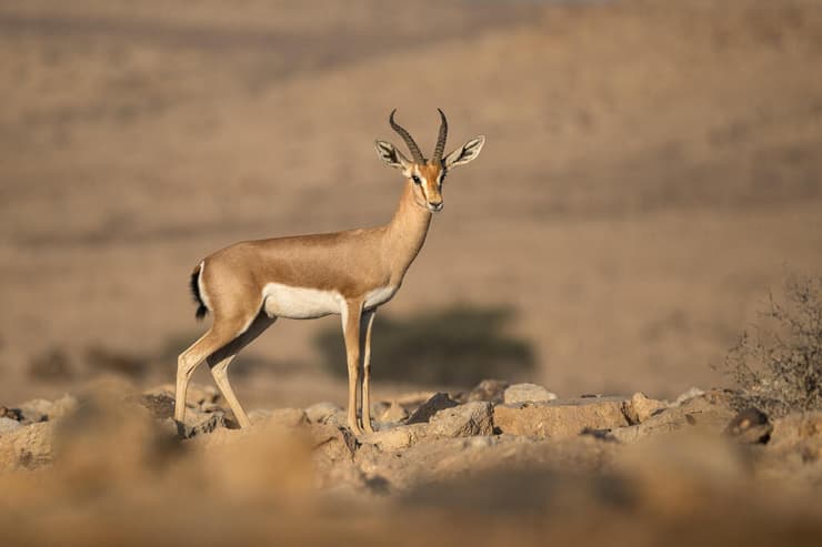 צבי הנגב, אחד מסמלי המדבר, שצולם באור רך מול נוף דרומי