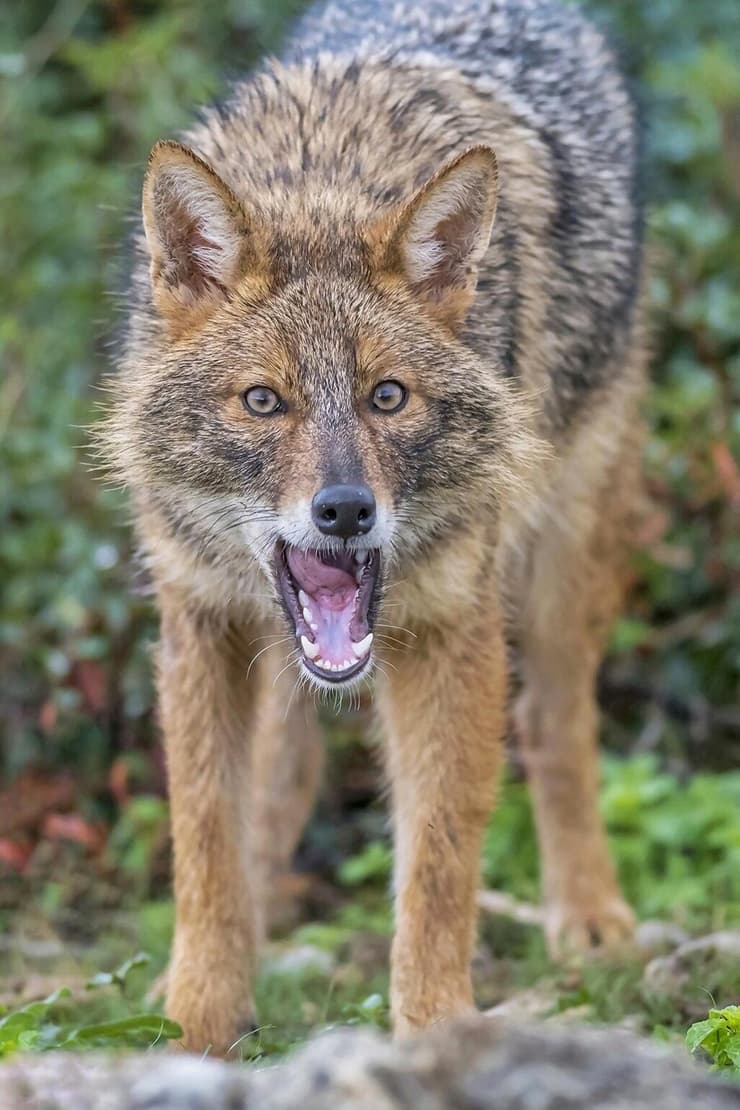 תן חושף שיניים בעמדת תקיפה (צילום: סמיר חמזה) תן חושף שיניים בעמדת תקיפה