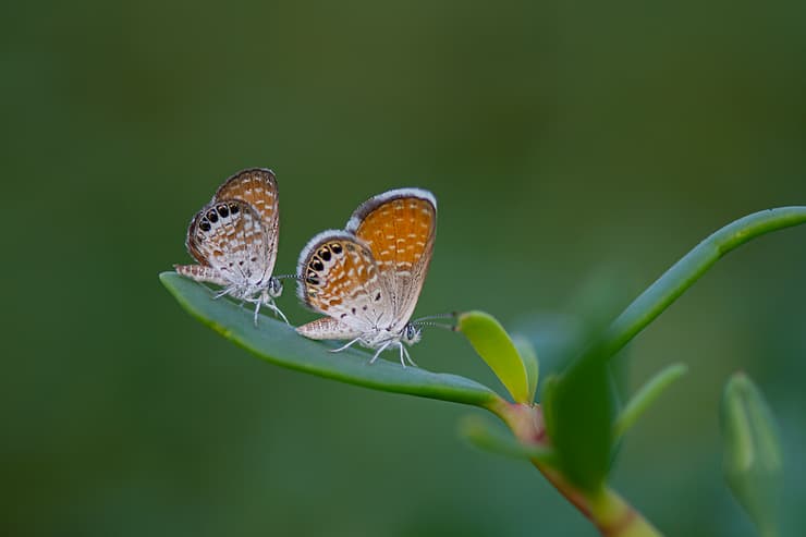זכר של כחליל אמריקאי בחיזור
