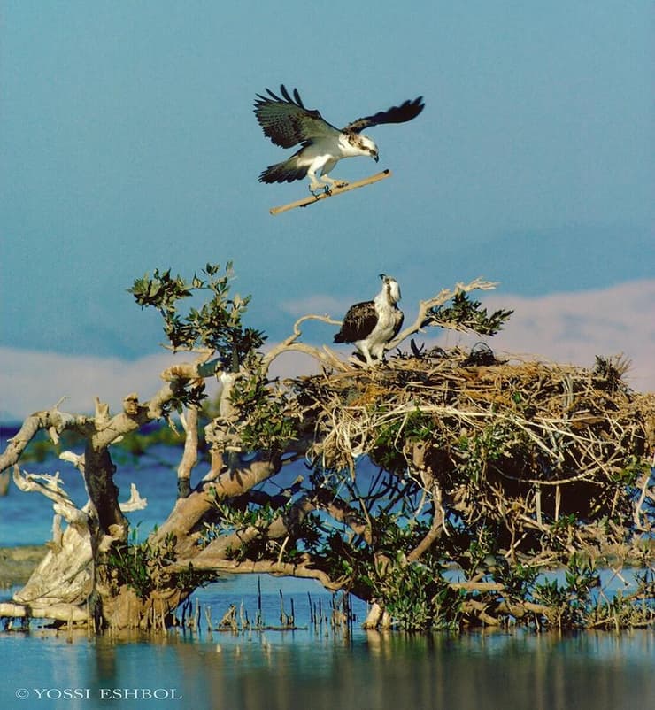 משפחת השלכים באי טיראן