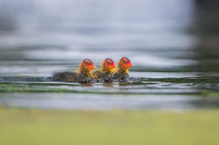 שלישיית אפרוחי אגמית, רגע של תום וחיים חדשים על פני המים
