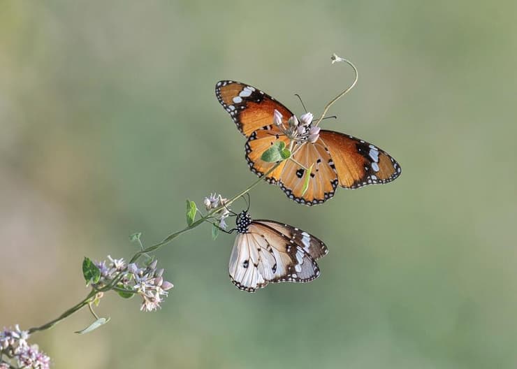 זוג פרפרי דנאית הדורה במופעים שונים בארוחה על חנק מחודד (צילום: סמיר חמזה) זוג פרפרי דנאית הדורה במופעים שונים בארוחה על חנק מחודד
