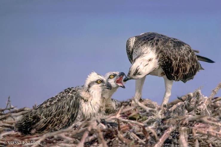 משפחת השלכים באי טיראן