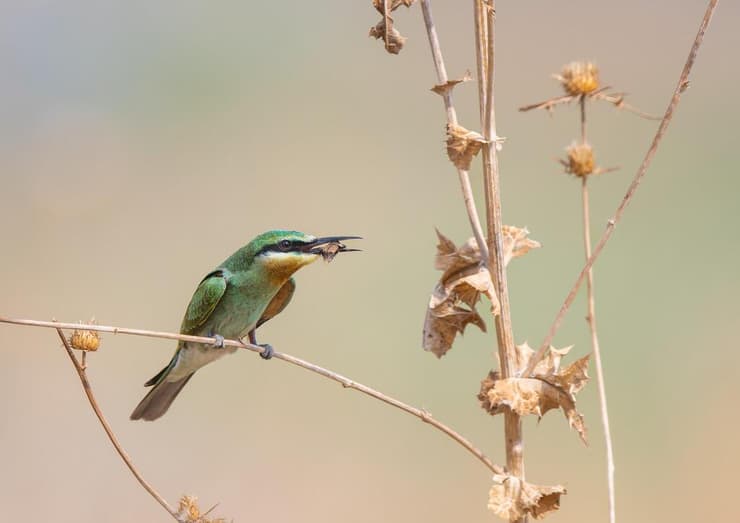 שרקרק ירוק עם ציד