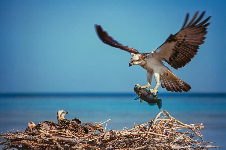 שלך נוחת בקן עם דג להאכלת הגוזלים