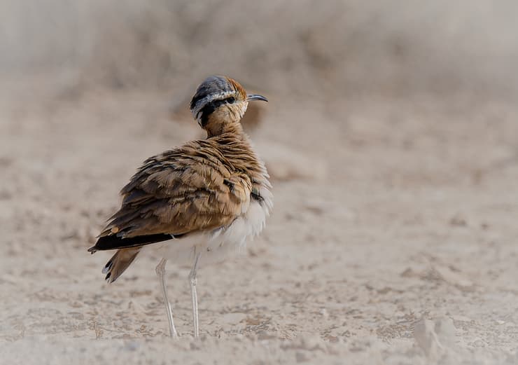 פירחון של רץ מדברי