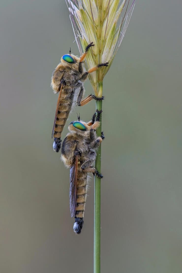 זוג זבוב טרפן בלינה משותפת (צילום: סמיר חמזה) זוג זבוב טרפן בלינה משותפת