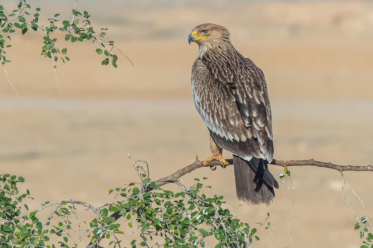 עיט שמש צעיר בערבה 