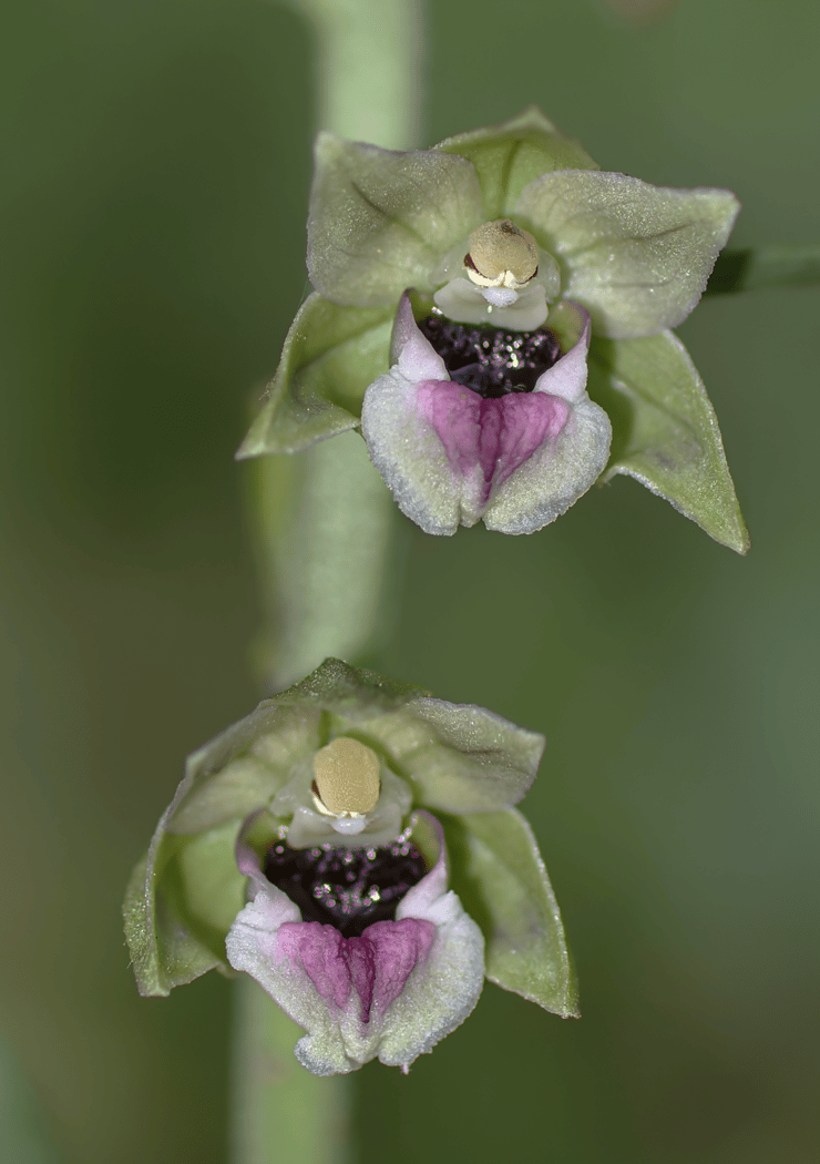 פרח קטנטן בן חורש רחב עלים בצילום מאקרו