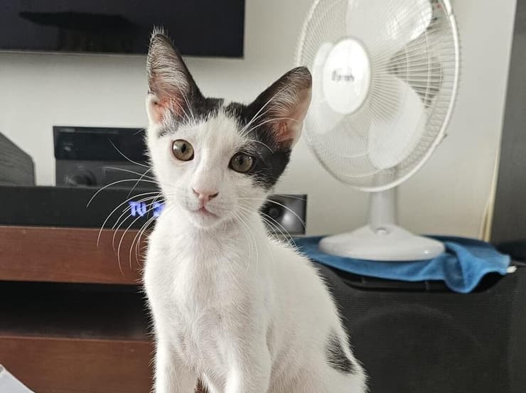 שאבי (צילום: עמותת S.O.S חיות) שאבי