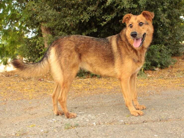 ג'ינג'ר (צילום: עמותת כלבלאב - אימוץ כלבים בצפון) ג'ינג'ר