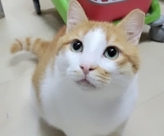 רפי (צילום: כפר סבא רעננה אוהבות חיות) רפי