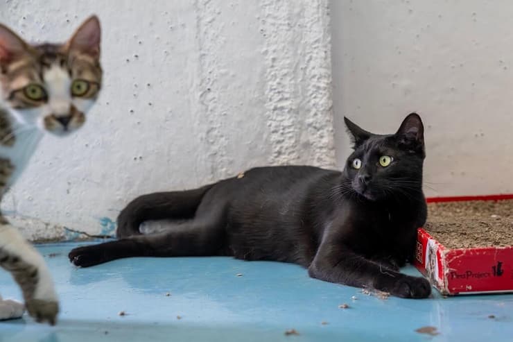 שבתאי (צילום: רבקה מזרחי) שבתאי