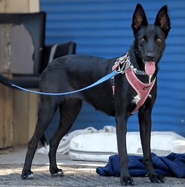 סטלה (צילום: צער בעלי חיים רמת גן והסביבה) סטלה