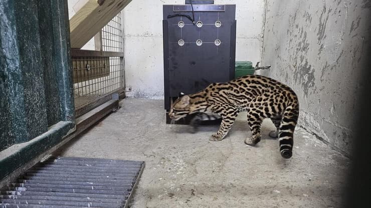 האוצלוט תקבל שותף בקרוב