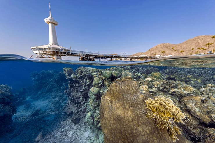 אלמוגים ליד המצפה התת ימי