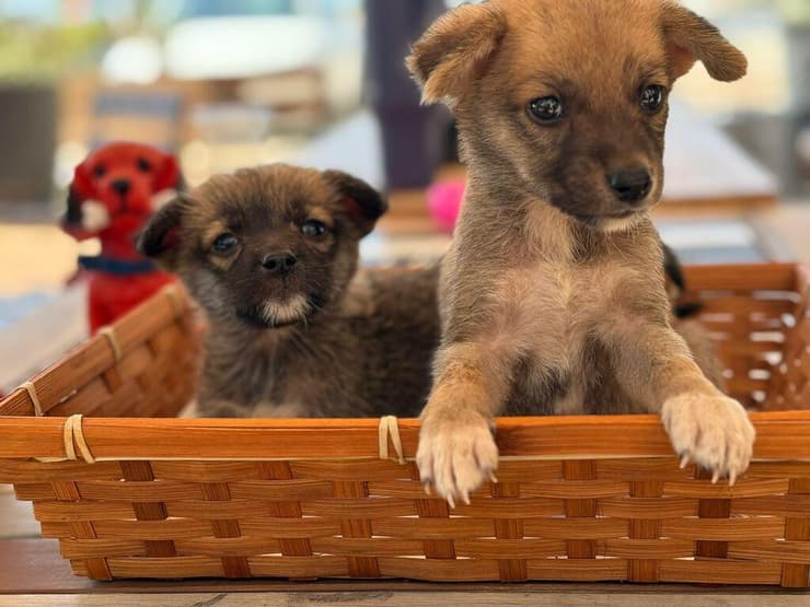 מנגו ולירי (צילום: הדר פרקס) מנגו ולירי