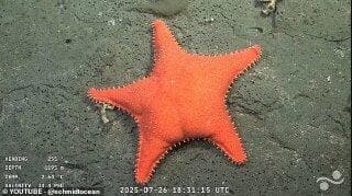 דומה לפטריק?