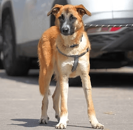 אלפא (צילום: צער בעלי חיים רמת גן והסביבה) אלפא