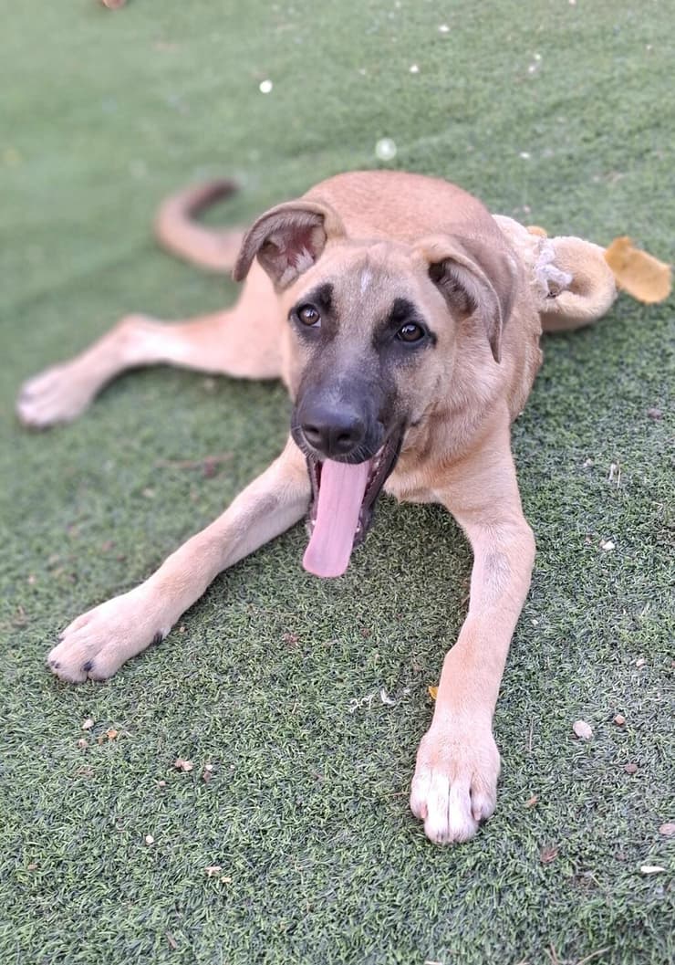 ניצן (צילום: עמותת החיות ואנחנו) ניצן