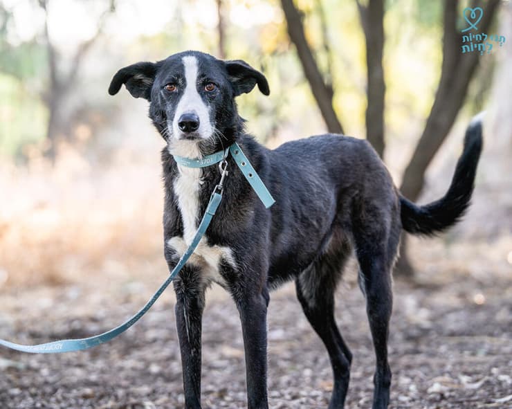 מאיה (צילום: תנו לחיות לחיות) מאיה