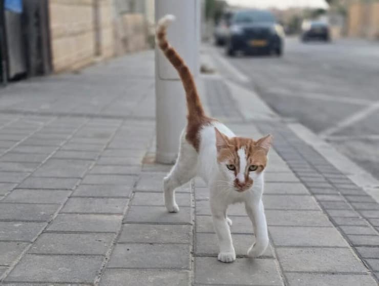 קסם (צילום: עמותת ע.ט.ל.ף) קסם