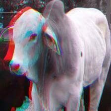 פרה עם כאב בגוף