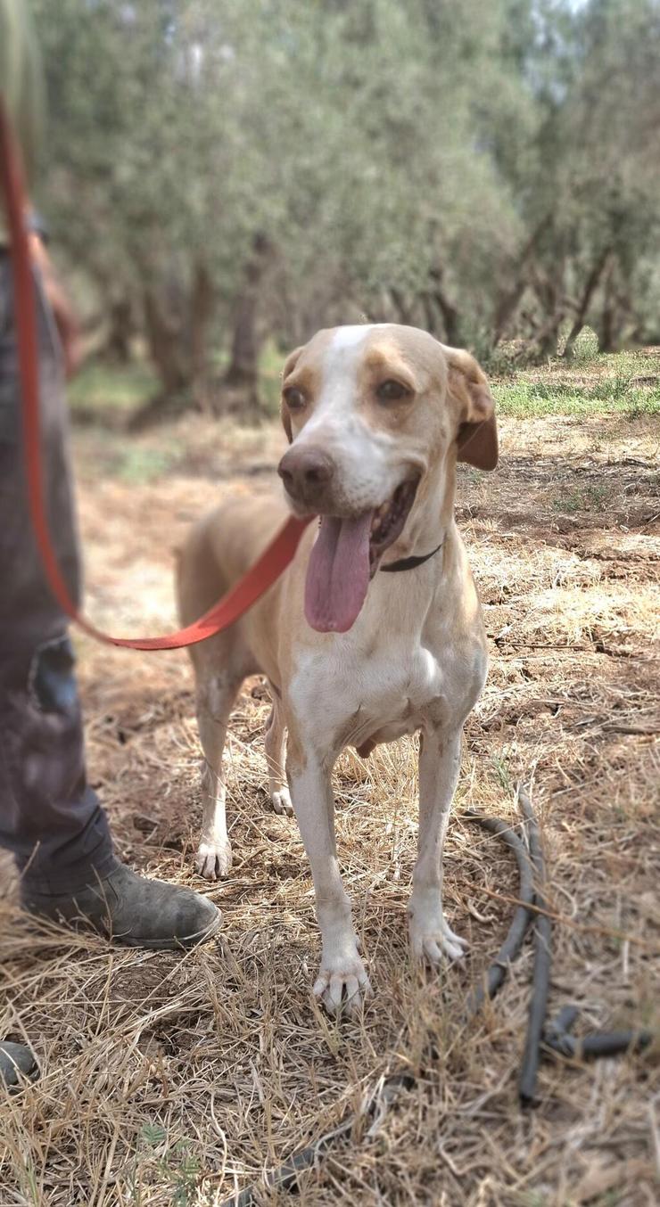 בלה (צילום: עמותת החיות ואנחנו) בלה