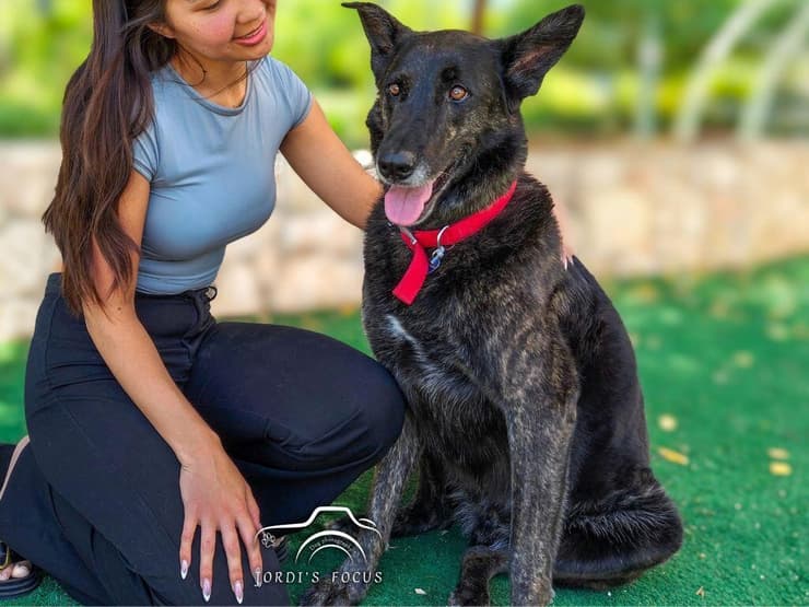 צליק (צילום: עמותת כלבלאב - אימוץ כלבים בצפון) צליק