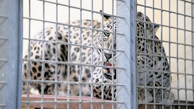 כלוב הנמרים הפרסיים