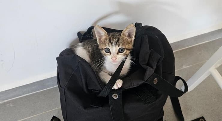 מיילו (צילום: עמותת S.O.S חיות) מיילו