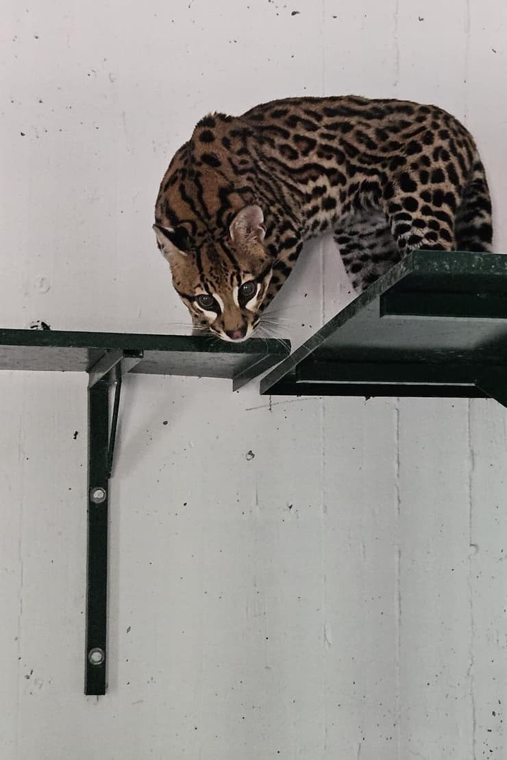 הגיעה מצרפת לישראל