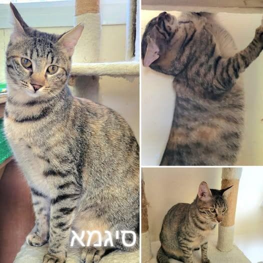 סיגמא (צילום: כפר סבא רעננה אוהבות חיות) סיגמא