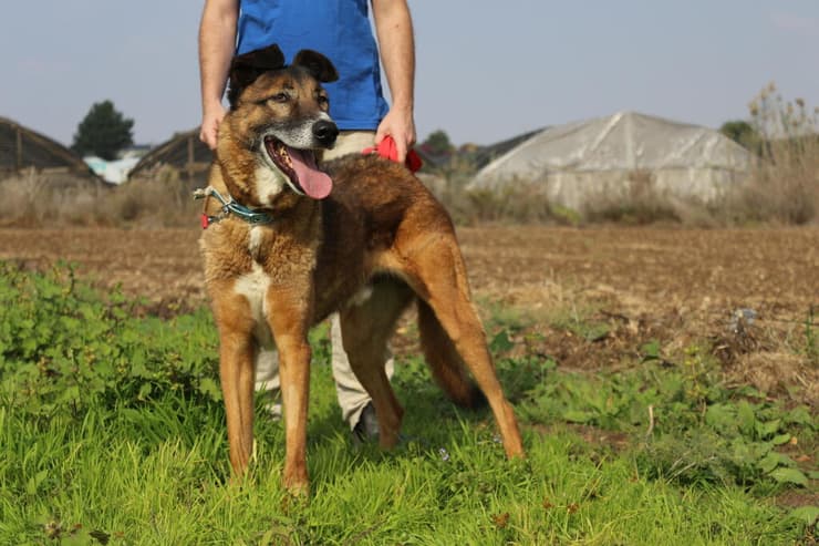 לופ (צילום: תנו לחיות לחיות) לופ