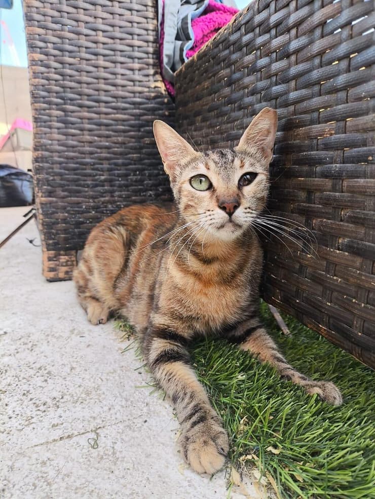 דבש ( צילום: עמותת כפר החתולים) דבש