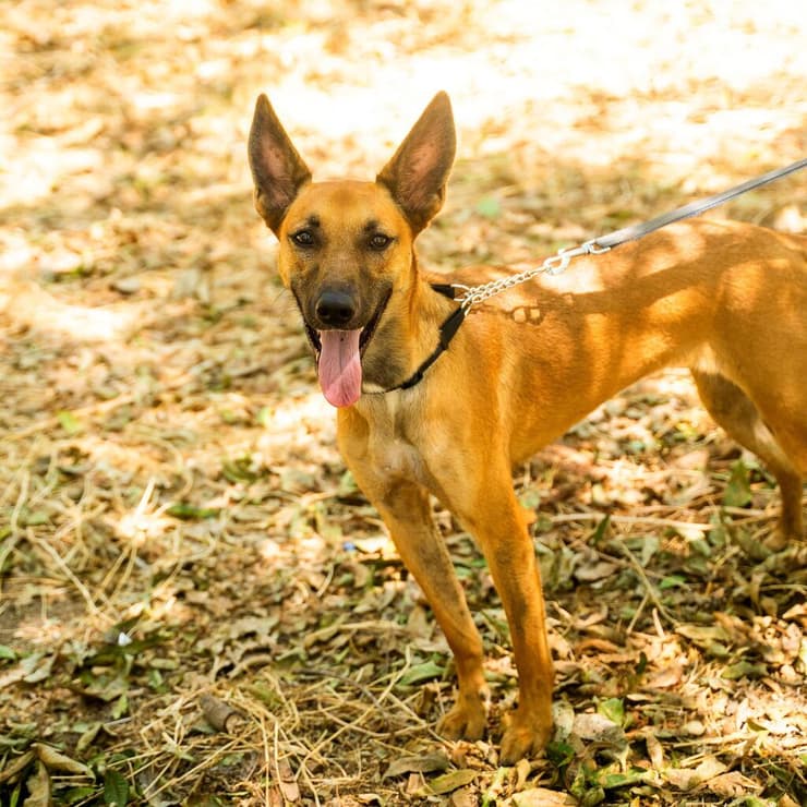 קלי (צילום: עמותת חבר למען הכלבים) קלי
