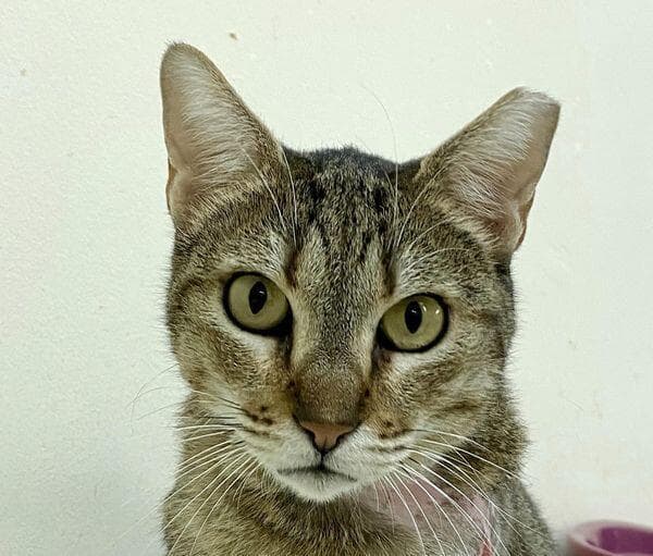 חבקוקית (צילום: כפר סבא רעננה אוהבות חיות) חבקוקית