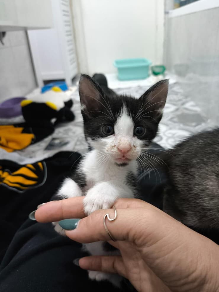 באלו ( צילום: עמותת כפר החתולים) באלו