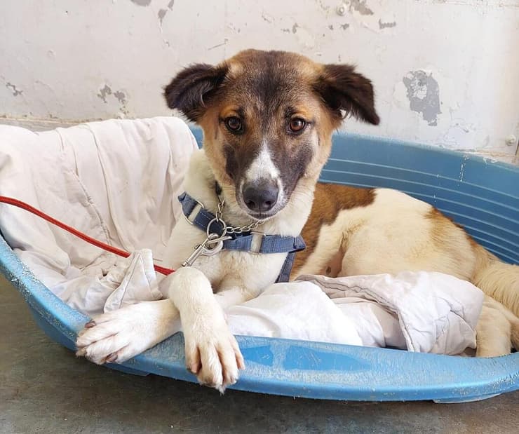 לינדה (צילום: עמותת חבר לי) לינדה