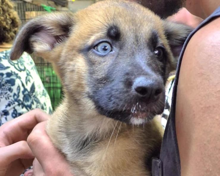 דולי (צילום: עמותת S.O.S חיות) דולי