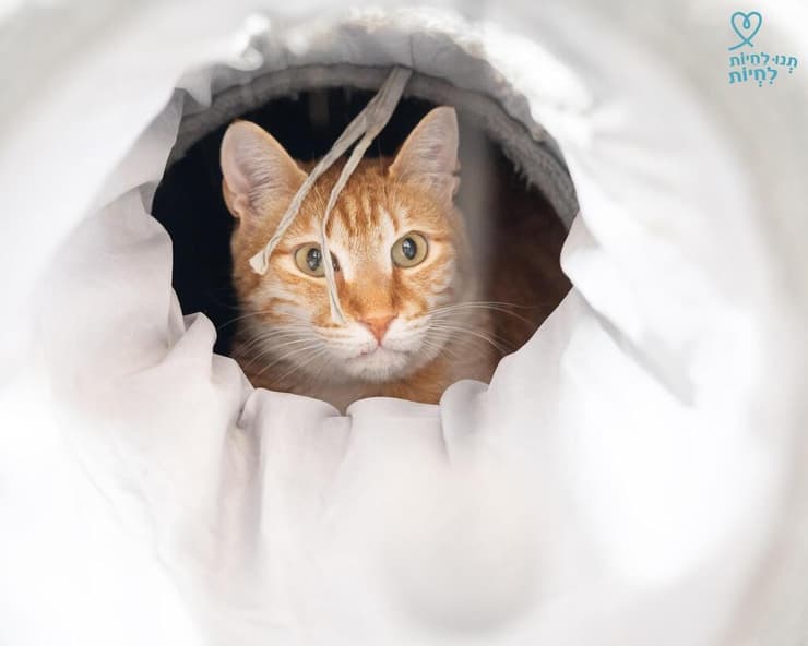 פיבודי (צילום: תנו לחיות לחיות) פיבודי