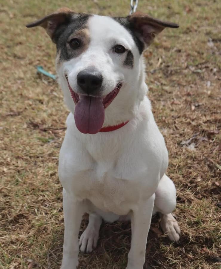 שושנה טובה ( צילום: אביב פרופסורסקי) שושנה טובה