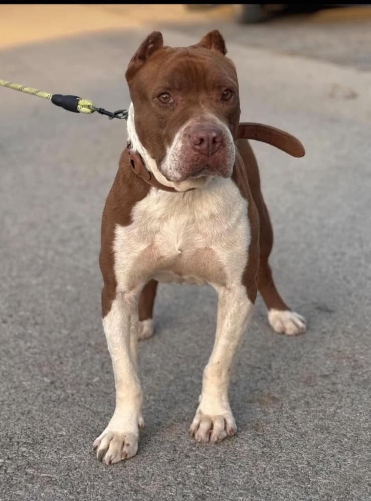 טום (צילום: עמותת החיות ואנחנו) טום