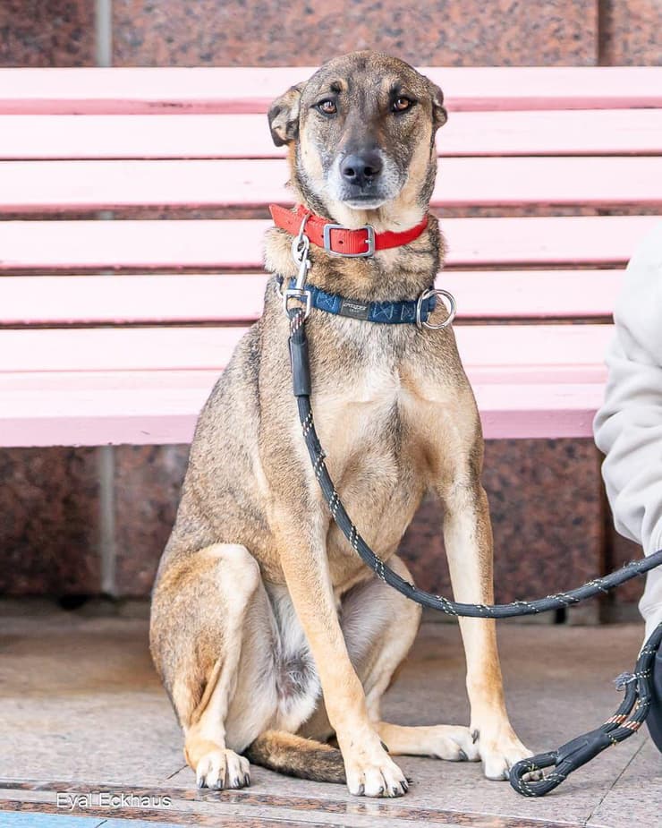 טומי ( צילום: אייל אקהאוס) טומי